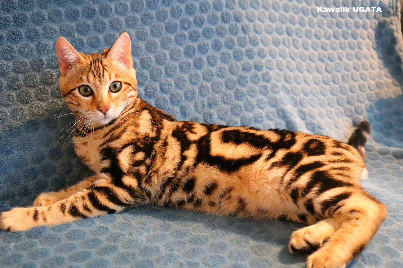 bengal marble